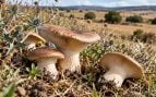 Seta en el campo, seta de cardo, setas de Castilla y León.