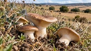 Seta en el campo, seta de cardo, setas de Castilla y León.