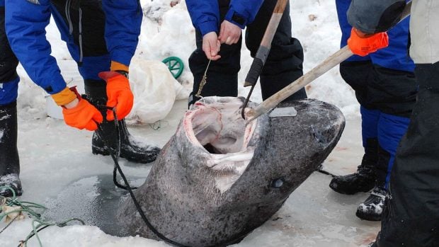 Una hembra de tiburón de Groenlandia de unos 4 metros es izada sobre el hielo marino en Nunavut (Canadá). Foto: S. Dennard vía Wikimedia Commons - CC BY 2.0