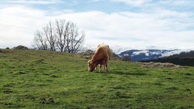 Vaca en el Valle del Lozoya