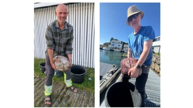 Los arque&oacute;logos Arild Skj&aelig;veland Viv&aring;s, del Museo Mar&iacute;timo de Stavanger (izquierda), y Leif Inge &Aring;stveit, del Museo Universitario de Bergen (derecha), con la piedra que creen que fue un ancla. Fotos: P&aring;l Nymoen/Museo Mar&iacute;timo Noruego y Bruen Olsen/Universidad de Bergen