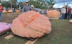 Calabaza, récord Guinness, agricultor, agricultura