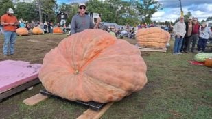 Calabaza, récord Guinness, agricultor, agricultura