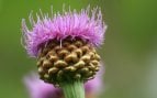 Rhaponticum scariosum, una planta del mismo género que el cardo de plata, en el Jardín Botánico de los Alpes Orientales, en el monte Faverghera (Italia). Foto: Enrico Blasutto vía Wikimedia Commons - CC BY-SA 3.0