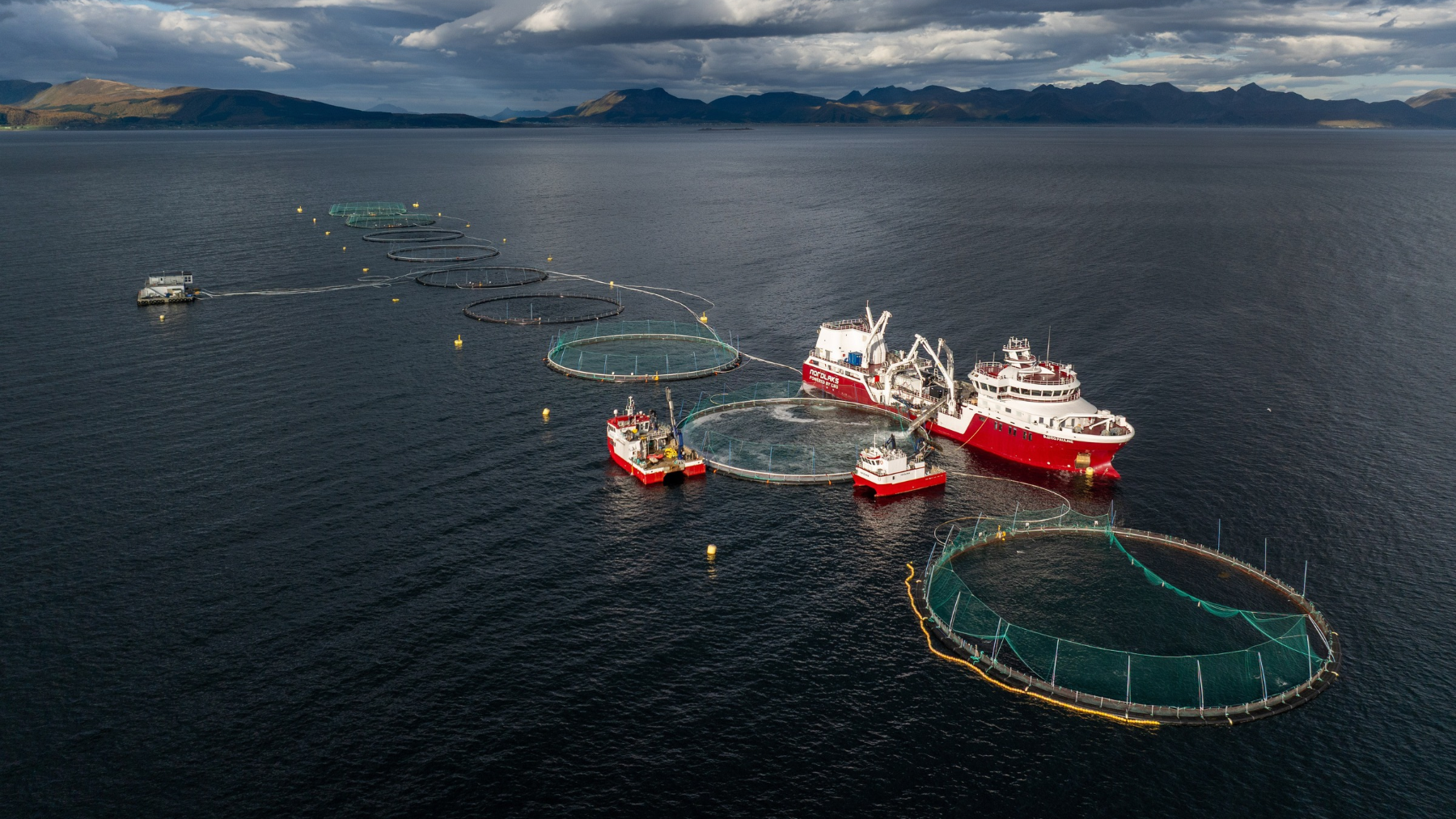 ¿De dónde viene el salmón que consumimos en España? Todo lo que hay detrás de uno de los pescados favoritos de los españoles
