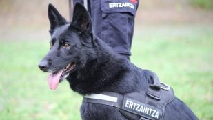 Pastor alemán de la Unidad Canina de la Ertzaintza. (EuropaPress)