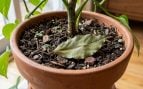 Poner una hoja de laurel seca dentro de las plantas: para qué sirve y por qué los expertos en jardinería instan a hacerlo