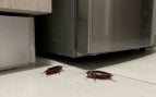 Los expertos en plagas avisan: «Si ves una cucaracha en tu casa durante el día es probable que tengas una infestación considerable»