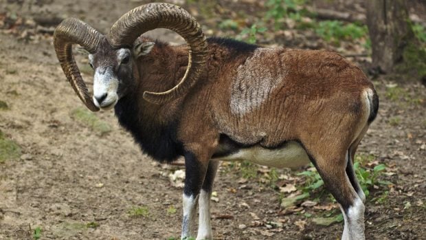 Un muflón macho en el recinto de fauna de Oberrabenstein, en Chemnitz (Alemania). Foto: Jörg Hempel vía Wikimedia Commons - CC BY-SA 3.0 DE