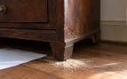serrín, mueble, plagas