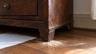 serrín, mueble, plagas