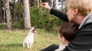 Perro, animales, mascotas