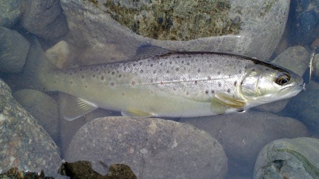 Una trucha común (Salmo trutta) en el río Sai, en la prefectura de Nagano (Japón). Foto: Apple2000 vía Wikimedia Commons - CC BY-SA 3.0