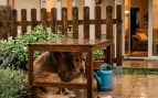 Perros lluvia y frío