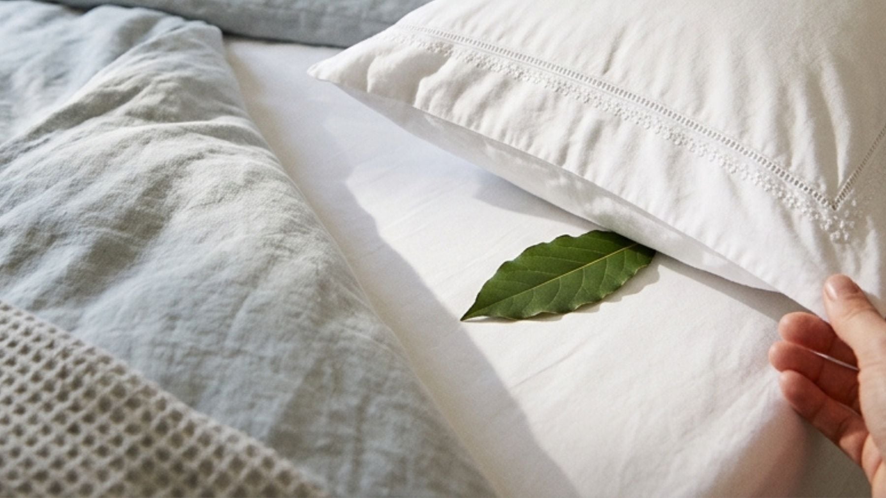 Poner una hoja de laurel debajo de la almohada antes de acostarte: para qué sirve y por qué lo recomiendan