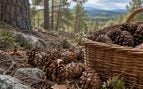 Recoger piñas en Castilla y León, multa por coger piñas, multas por coger piñas, piñas en Castilla y León, multas por la recogida de piñas.