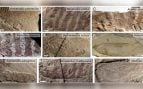 Alas fósiles de nueve especies de insectos del Jurásico de Daohugou (Mongolia Interior) cuyo canto se ha reconstruido con simulaciones e IA