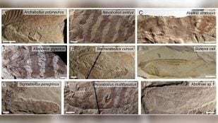 Alas fósiles de nueve especies de insectos del Jurásico de Daohugou (Mongolia Interior) cuyo canto se ha reconstruido con simulaciones e IA