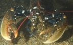 Bogavante europeo a la entrada de su refugio en el fondo marino, la especie que colonizó el arrecife artificial de Poole Bay