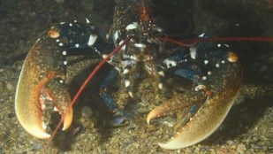 Bogavante europeo a la entrada de su refugio en el fondo marino, la especie que colonizó el arrecife artificial de Poole Bay