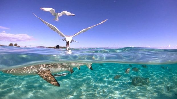comparativa aves peces