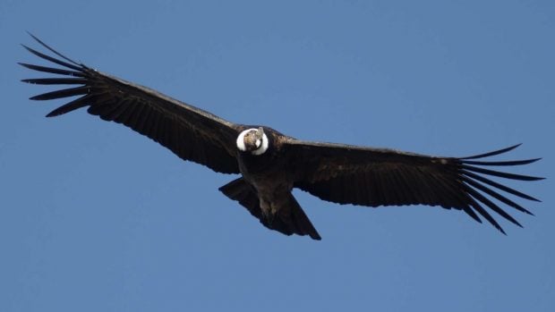 Condor