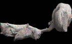 Cerebro de mosca y cordón nervioso del conectoma MaleCNS, con sus 166.700 neuronas, el mapa que usa Stonkfly