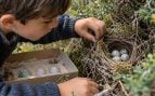 Multa por recoger huevos de pájaro, sanciones por recogida de huevos, multa por huevos, sanciones por recoger huevos de ave.