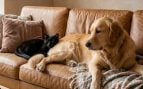 Ley de Propiedad Horizontal perros y gatos