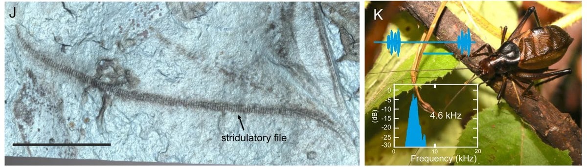 Lima estriduladora fosilizada de un insecto del Jur&aacute;sico junto a un profalang&oacute;psido vivo con el espectro de su canto a 4,6 kHz