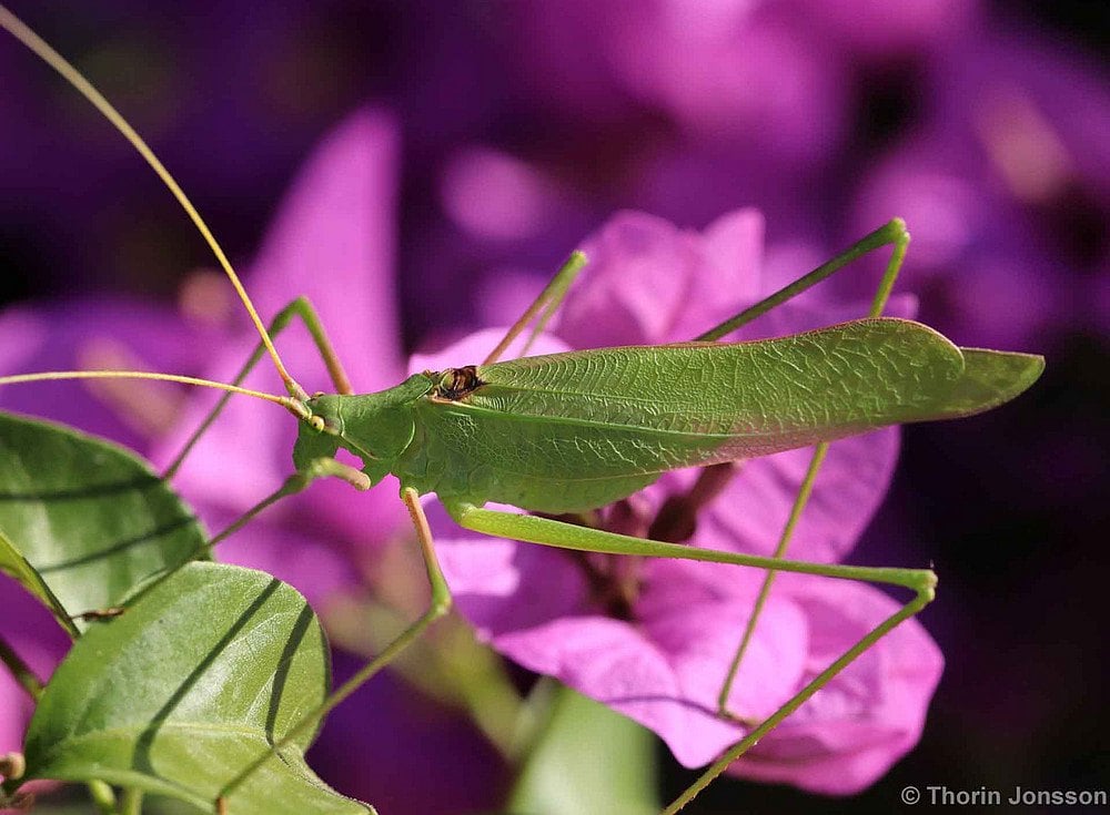 Saltamontes de antenas largas actual sobre una flor, de la familia de los insectos que hoy cantan en frecuencias altas