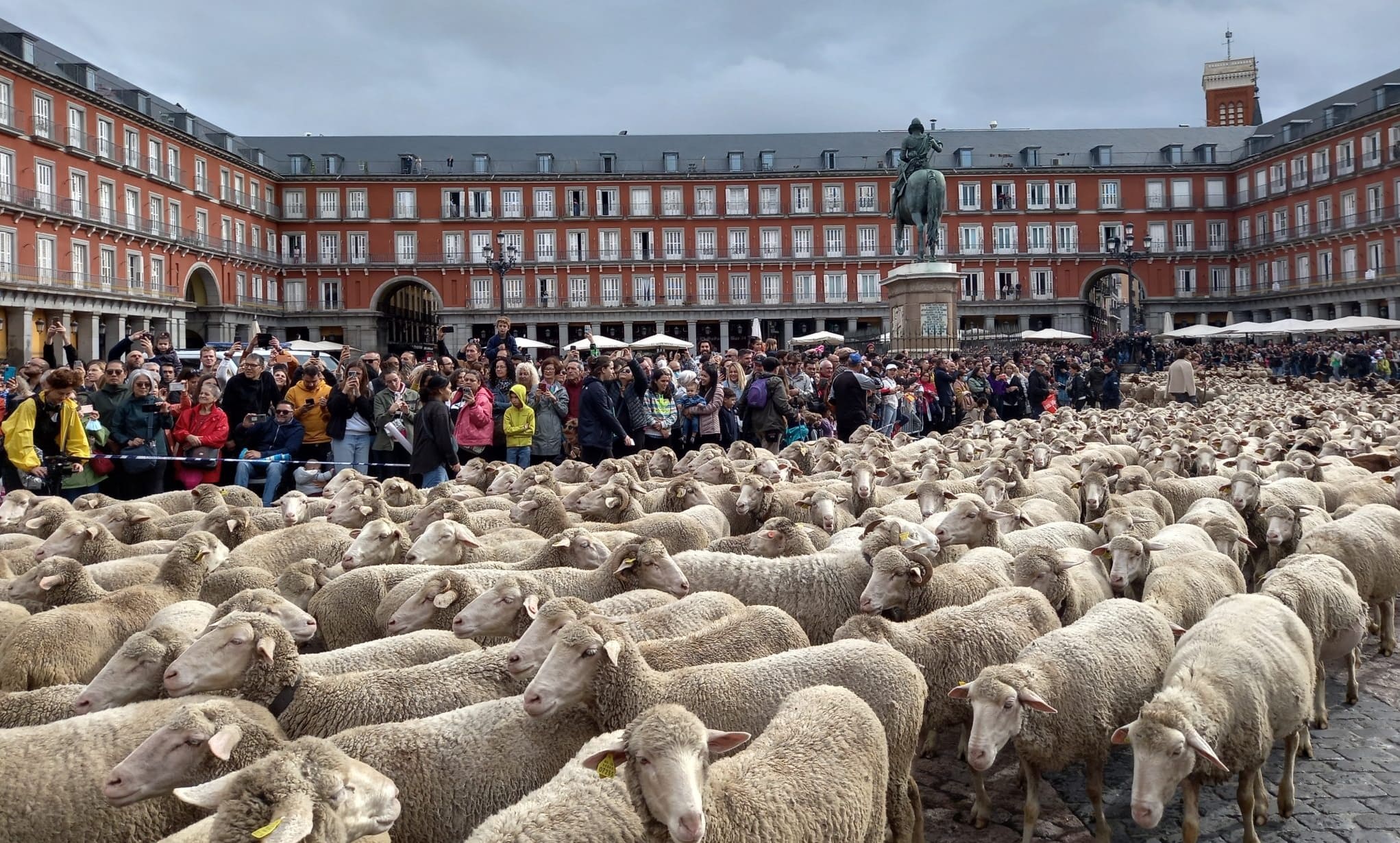 Fiesta de la Trashumancia 2026 en Madrid: fechas, horarios, recorrido de las ovejas, programa de actividades
