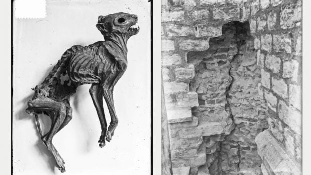 A la izquierda, el gato momificado. A la derecha, el hueco en la parte baja del muro del crucero norte de la Gran Iglesia de Breda donde lo encontraron en 1906. Fotos de 1906: Archivo Municipal de Breda / Gran Iglesia de Breda