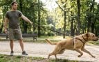 Los expertos en adiestramiento canino coinciden: «Si tu perro tira de la correa en los paseos, no necesita que su dueño tire más fuerte»
