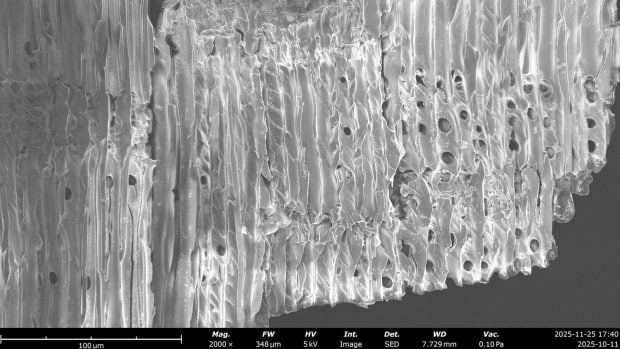 Muestra analizada de carbón vegetal fósil vista al microscopio electrónico de barrido, a 2.000 aumentos, donde se distinguen las fibras y los poros de la madera original. Foto: Tanja Potsch / Thünen Institute