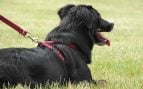 Ya está en vigor y lo avala la Ley de Bienestar Animal: se prohíbe utilizar elementos que limiten la movilidad de perros y gatos