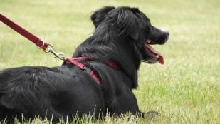 Ya está en vigor y lo avala la Ley de Bienestar Animal: se prohíbe utilizar elementos que limiten la movilidad de perros y gatos