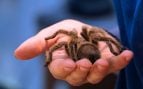 Aunque son pequeñas y a menudo pasan desapercibidas, las tarántulas que se encuentran en entornos naturales desempeñan un papel en el control de otros invertebrados muy importante