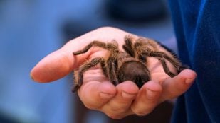 Aunque son pequeñas y a menudo pasan desapercibidas, las tarántulas que se encuentran en entornos naturales desempeñan un papel en el control de otros invertebrados muy importante