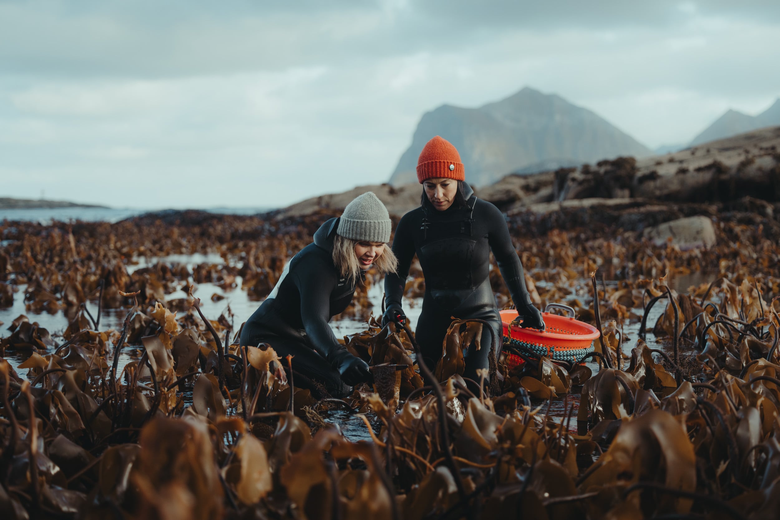 Las dos mujeres que recolectan algas en las gélidas islas Lofoten y las venden a los restaurantes más prestigiosos de Europa