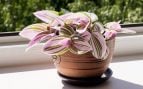 ¿Quieres una planta de interior que crezca rápido y tenga hojas coloridas? La Tradescantia es una buena opción