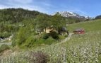 Manzanos en flor en una ladera de Kvam, con casas de madera amarilla y un granero rojo y una montaña nevada al fondo