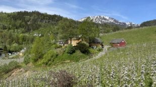 Manzanos en flor en una ladera de Kvam, con casas de madera amarilla y un granero rojo y una montaña nevada al fondo