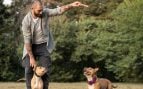Perros, animales, mascotas