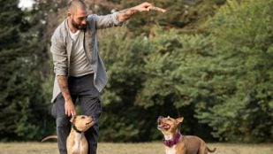 Perros, animales, mascotas