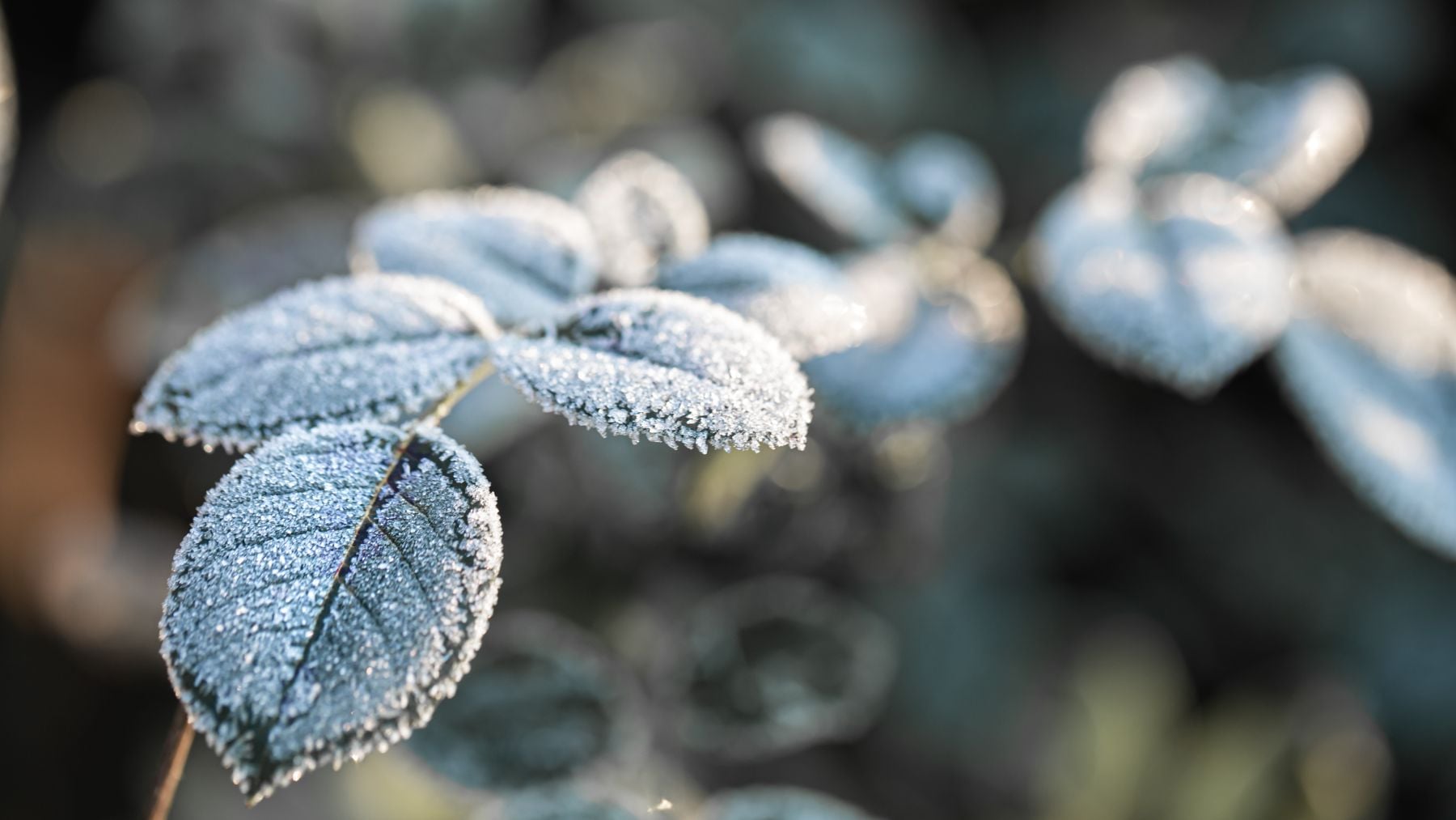 La AEMET confirma un descenso de las temperaturas en la Comunidad Valenciana: mínimas de hasta 5 grados