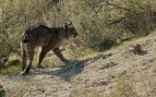 Lince ibérico, animal, mamífero