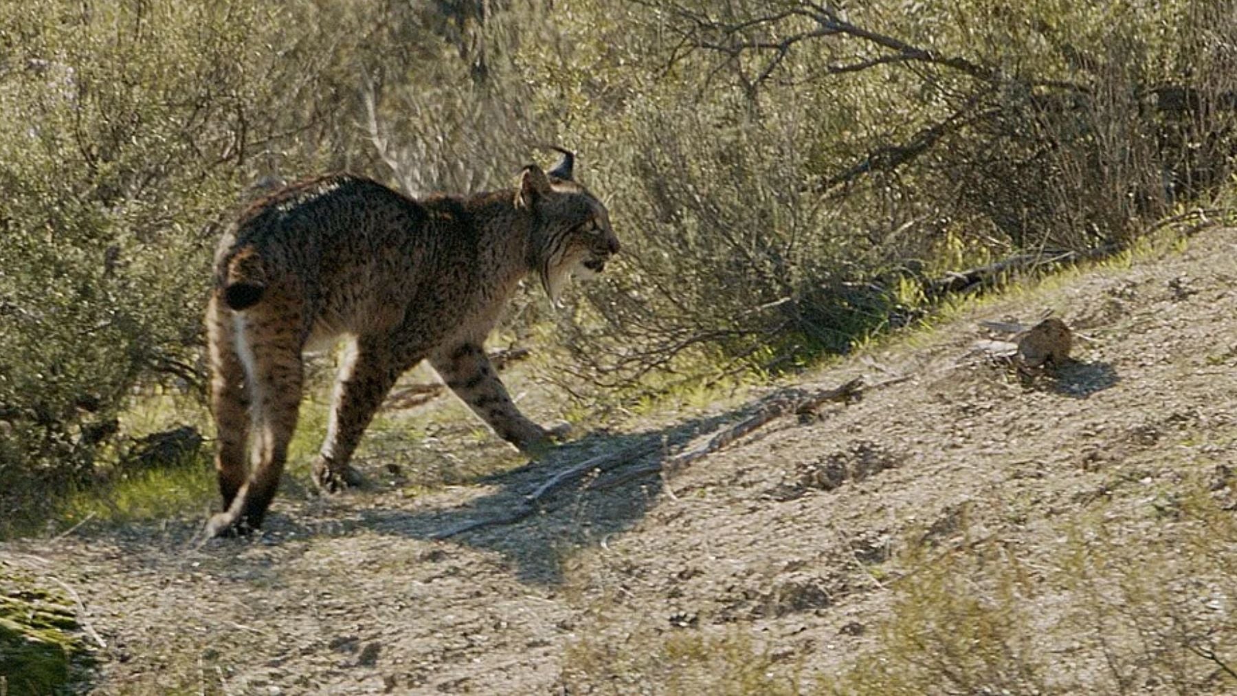 Un lince ibérico con GPS viaja hasta Álava y un ganadero lo graba con la cámara de su finca: es el primer avistamiento en el País Vasco en más de un siglo