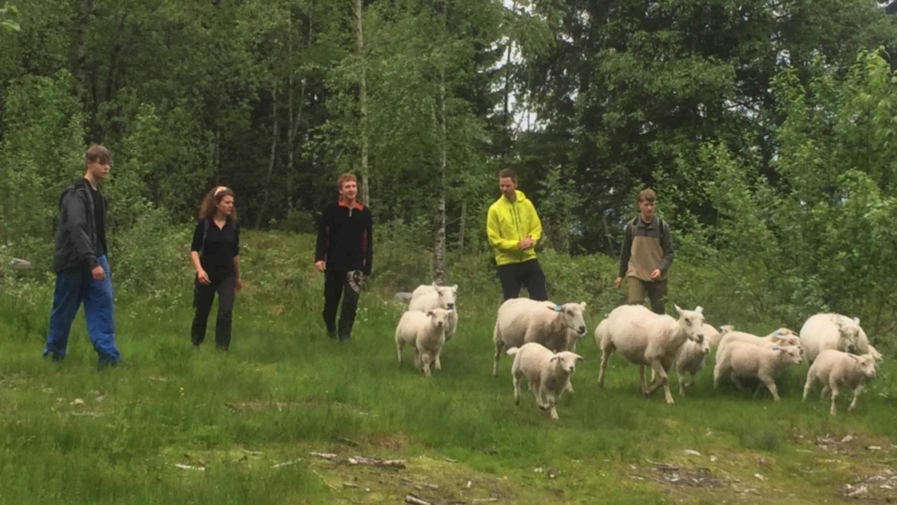 Cinco personas caminan por un prado junto a un rebaño de ovejas y corderos blancos, con un bosque detrás