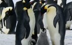 antártida pinguinos